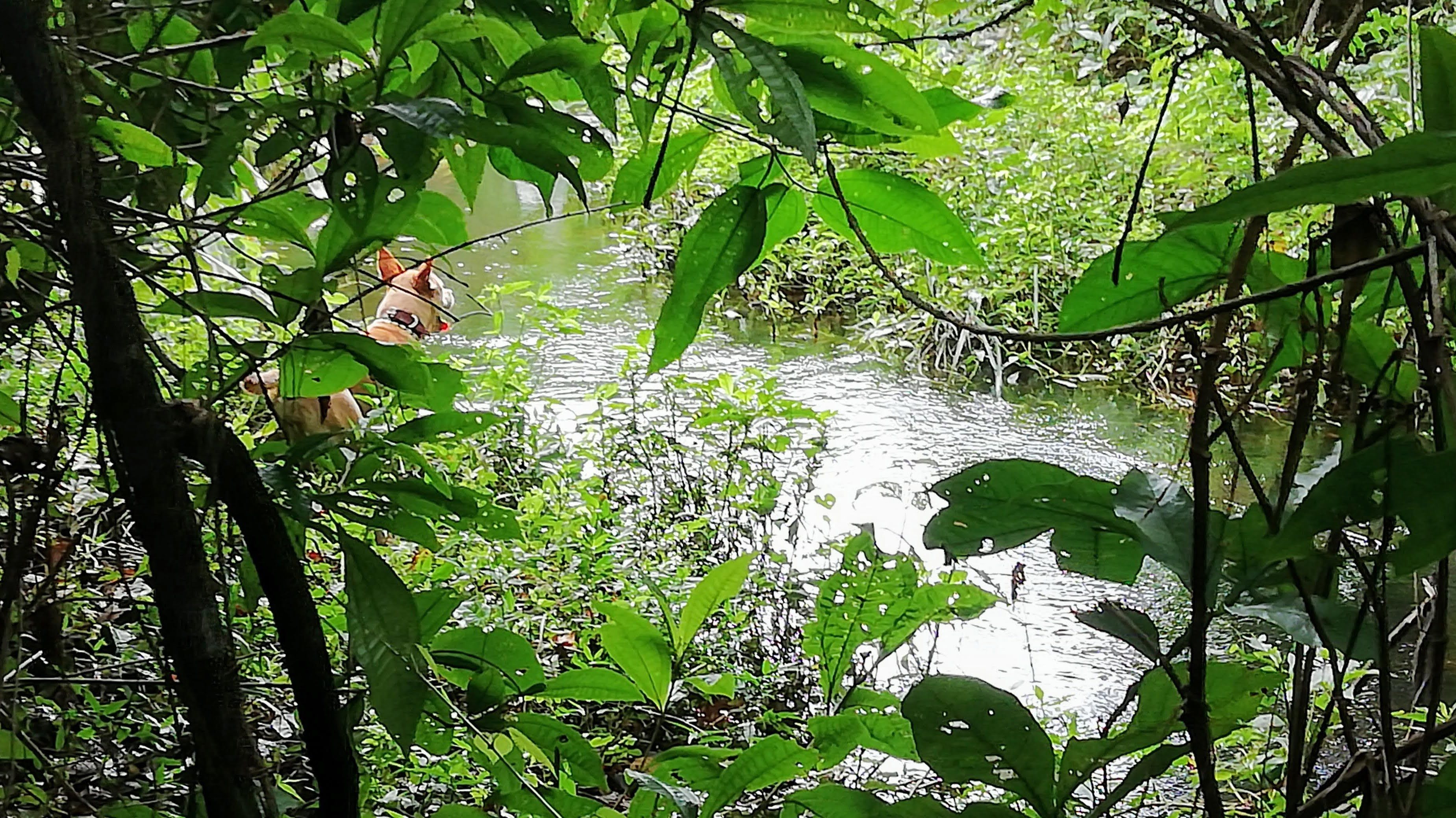 The brook filled by a waterfall