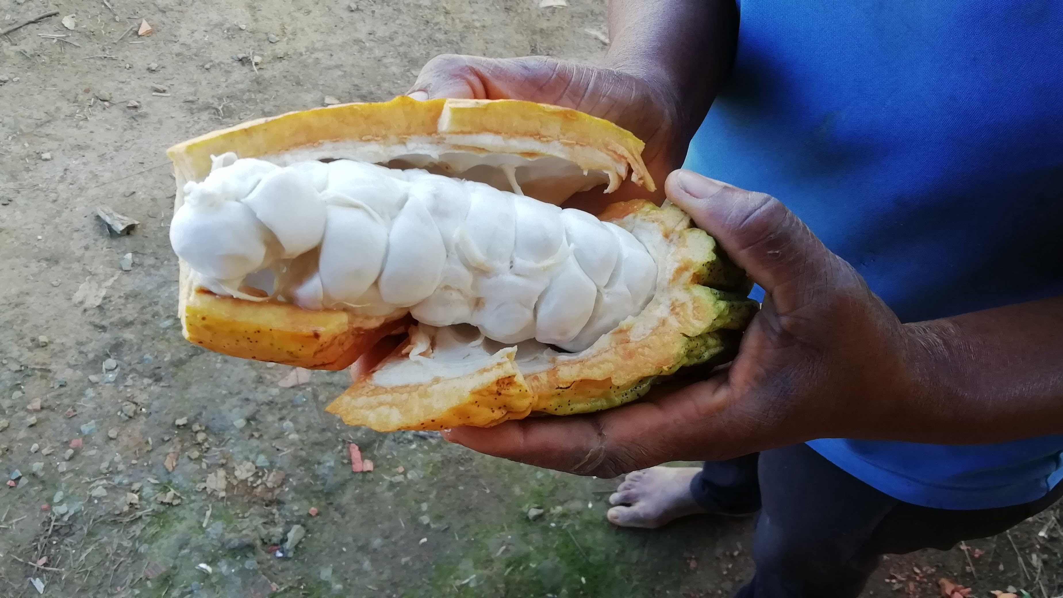 Cacao seeds to dry and make chocolate